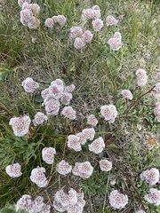 Goniolimon speciosum