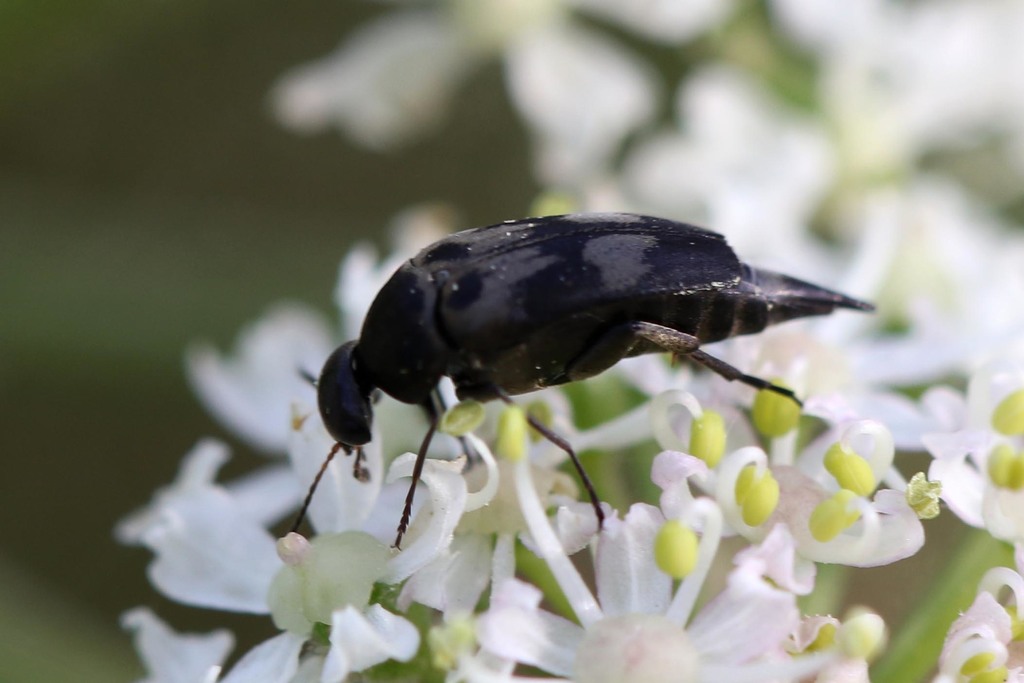 Variimorda