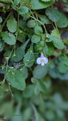 Mazus alpinus