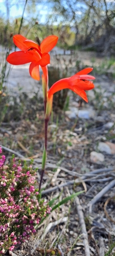 Image of Watsonia spectabilis by (c) Eugene Hahndiek, some rights reserved (CC BY-SA)