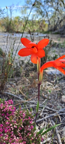 Image of Watsonia spectabilis by (c) Eugene Hahndiek, some rights reserved (CC BY-SA)
