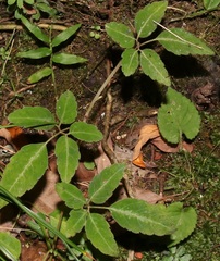 Pseudocayratia pengiana