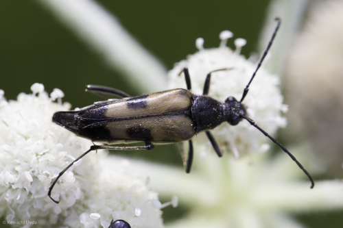 iNaturalist observation photo of Leptura