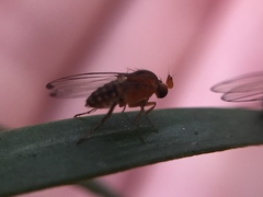 Sciadocera rufomaculata