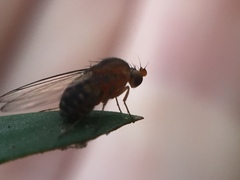 Sciadocera rufomaculata