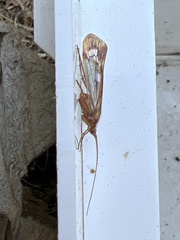 Limnephilus marmoratus