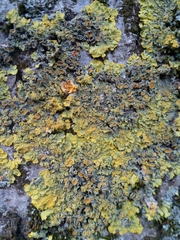 Xanthoria parietina