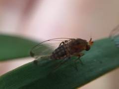 Sciadocera rufomaculata