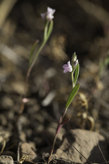 Polygonum spergulariiforme