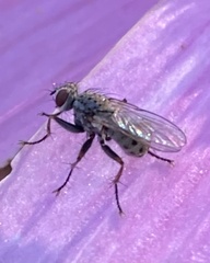 Coenosia
