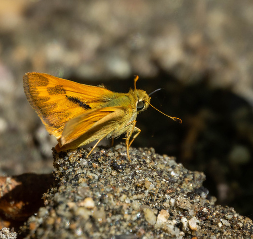 Woodland Skipper, photo 3 of 10