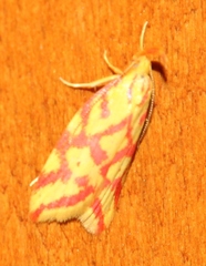 Hypercallia citrinalis