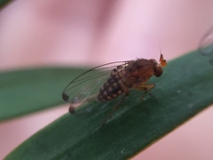 Sciadocera rufomaculata