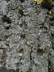 Phaeophyscia orbicularis