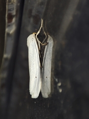 Coscinia chrysocephala