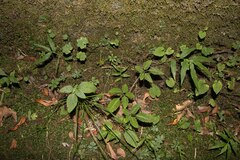 Pseudocayratia pengiana