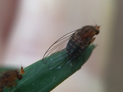 Sciadocera rufomaculata