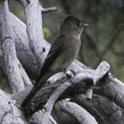 iNaturalist observation photo of Western Wood-Pewee