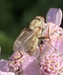 Coenosia