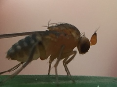 Sciadocera rufomaculata