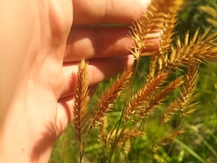 Agropyron cristatum