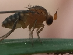 Sciadocera rufomaculata