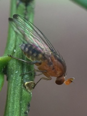 Sciadocera rufomaculata