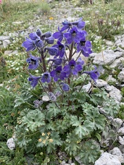 Delphinium caucasicum