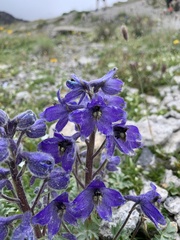 Delphinium caucasicum