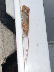 Limnephilus marmoratus