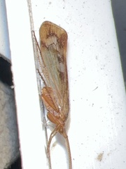 Limnephilus marmoratus