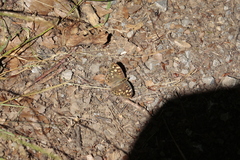 Pararge aegeria tircis