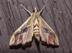 Agathodes monstralis