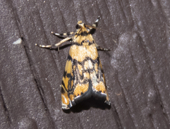 Diptychophora harlequinalis