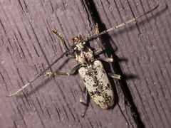 Enaphalodes niveitectus