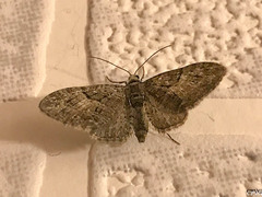 Eupithecia pusillata