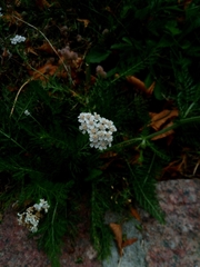 Achillea millefolium