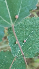 Harmandiola tremulae