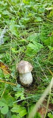 Leccinum duriusculum