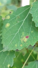 Aceria varia