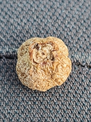 Monilinia urnula