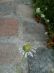Asteraceae