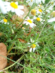 Asteraceae