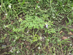 Solanum citrullifolium