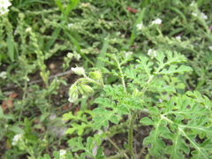 Solanum citrullifolium