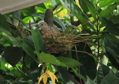 Streptopelia chinensis