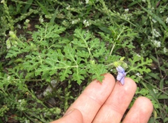 Solanum citrullifolium