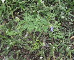 Solanum citrullifolium