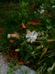 Silene latifolia