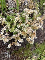 Sedum gracile